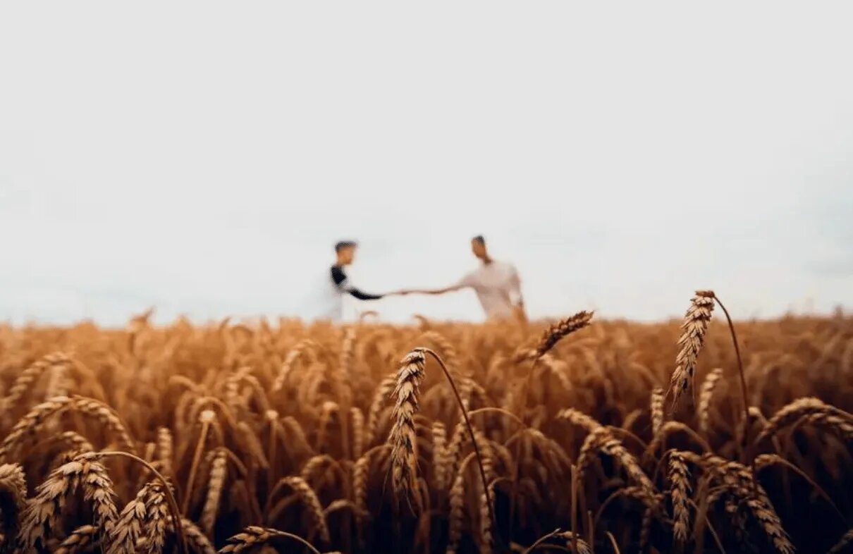 Two people shaking hands in the distance above a sunlit field of golden wheat in sharp foreground focus